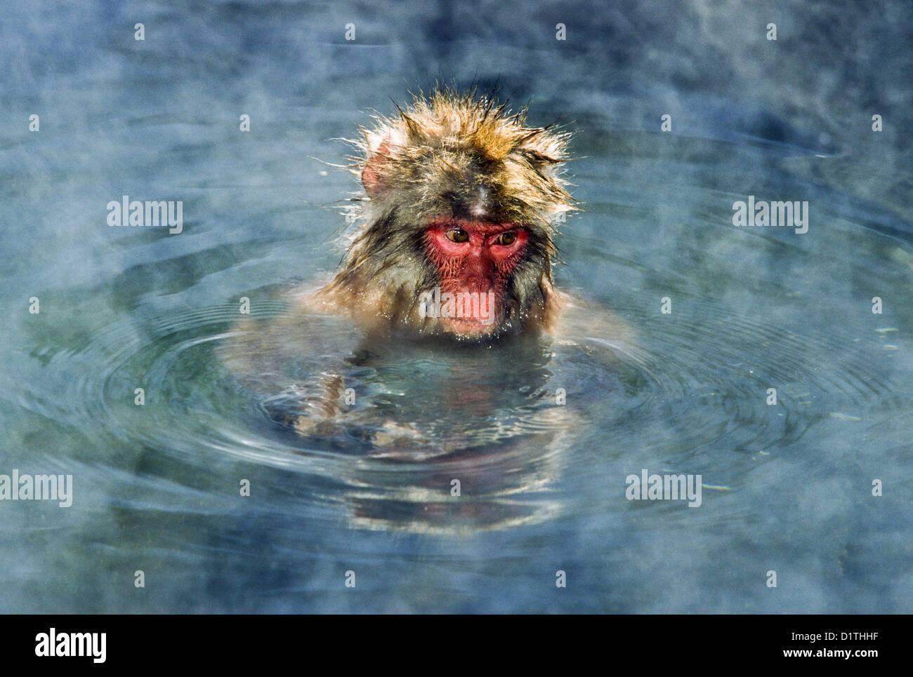 JAPANESE MACAQUE[ MACACA FUSCATA] IN THE JAPANESE ALPS RESTS IN A HOT THERMAL POOL IN WINTER Stock Photo