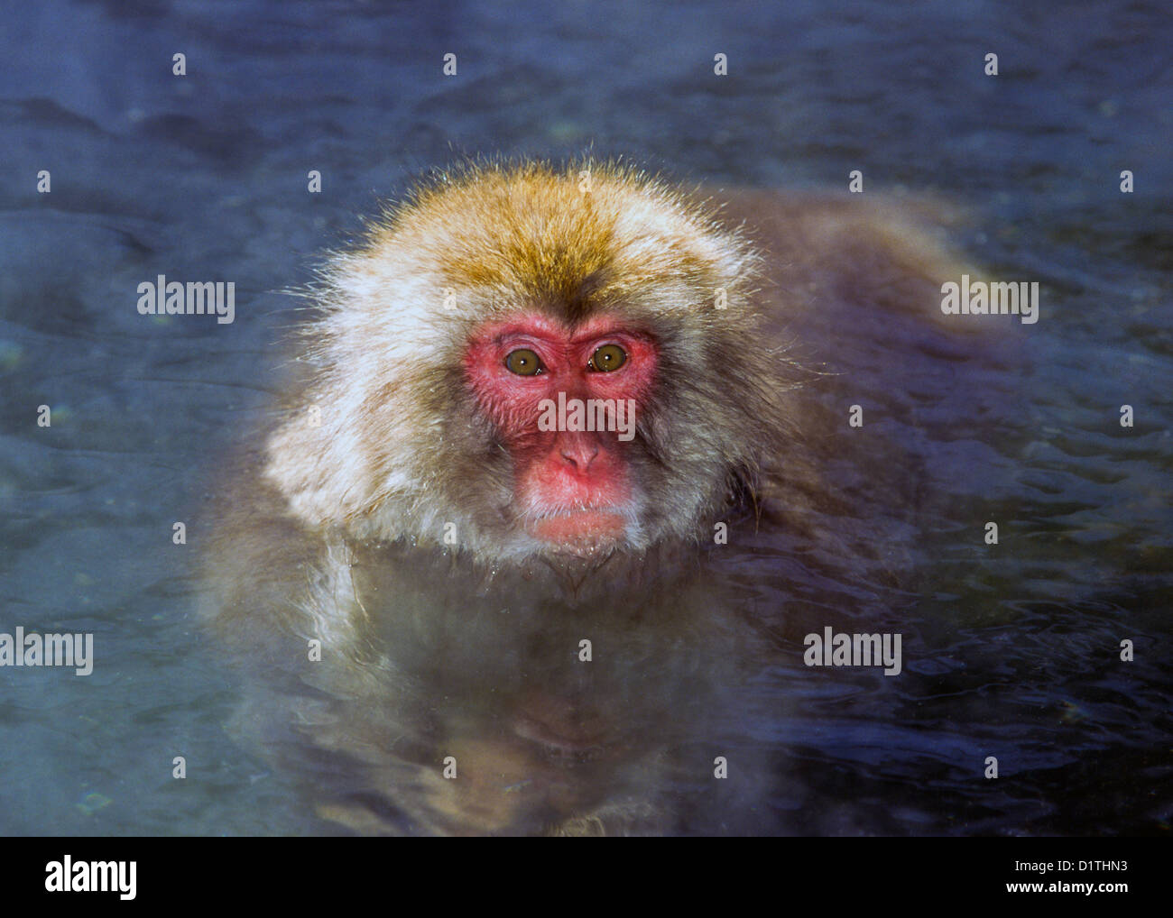 JAPANESE MACAQUE IN THE ALPS SWIMS IN A HOT THERMAL POOL IN WINTER Stock Photo