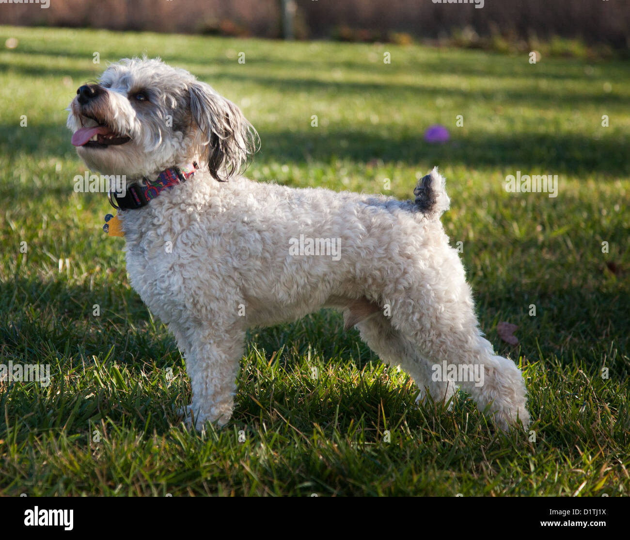 A schnoodle dog. Stock Photo