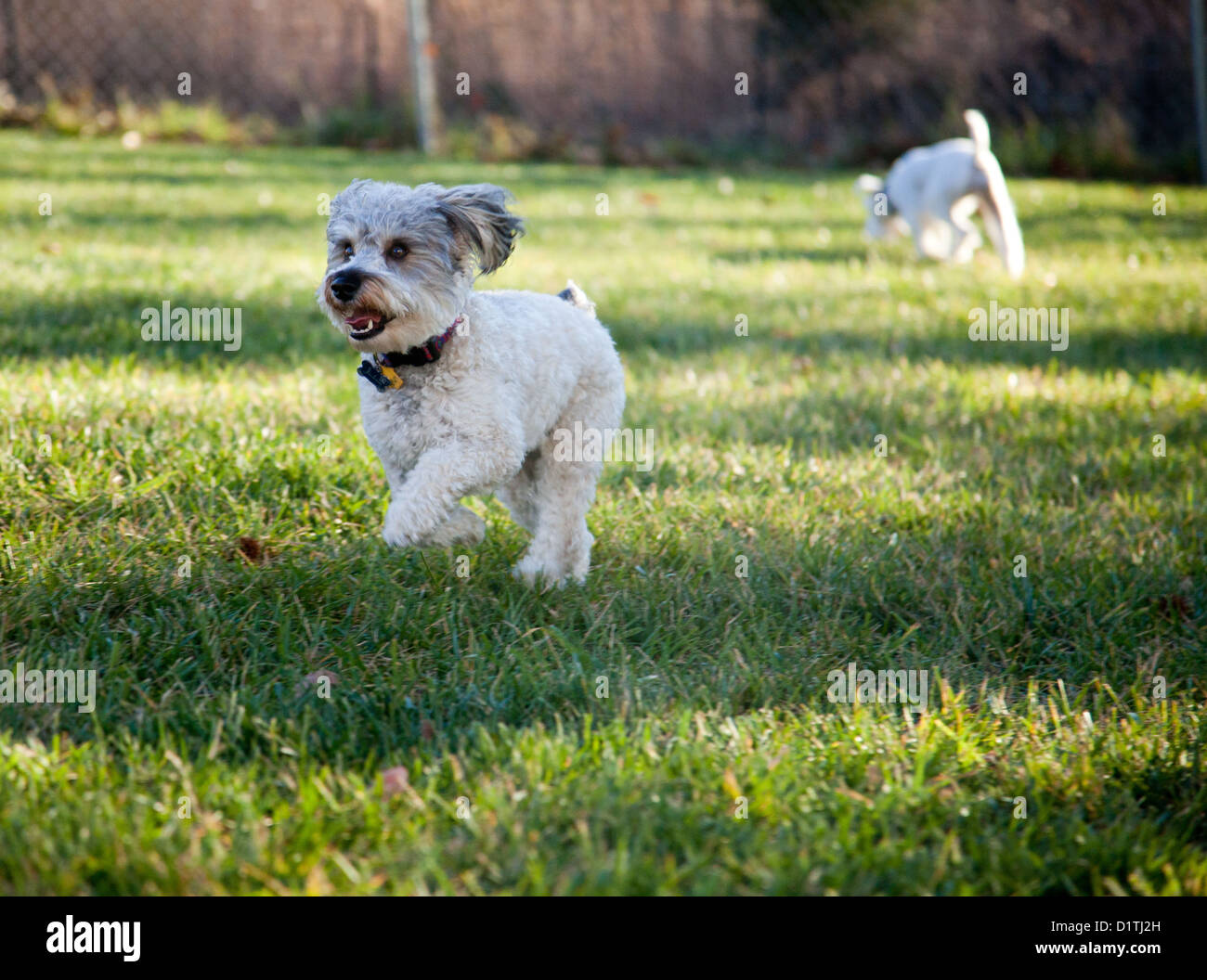Dog running grass hires stock photography and images Alamy