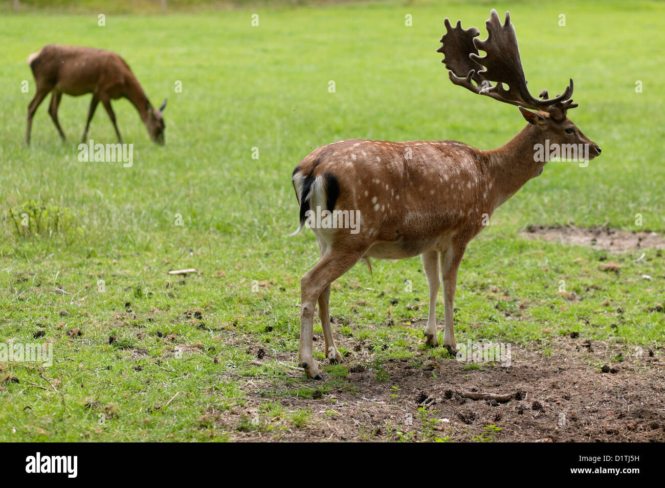 Upper Palatinate, Germany, deer in a game preserve Stock Photo