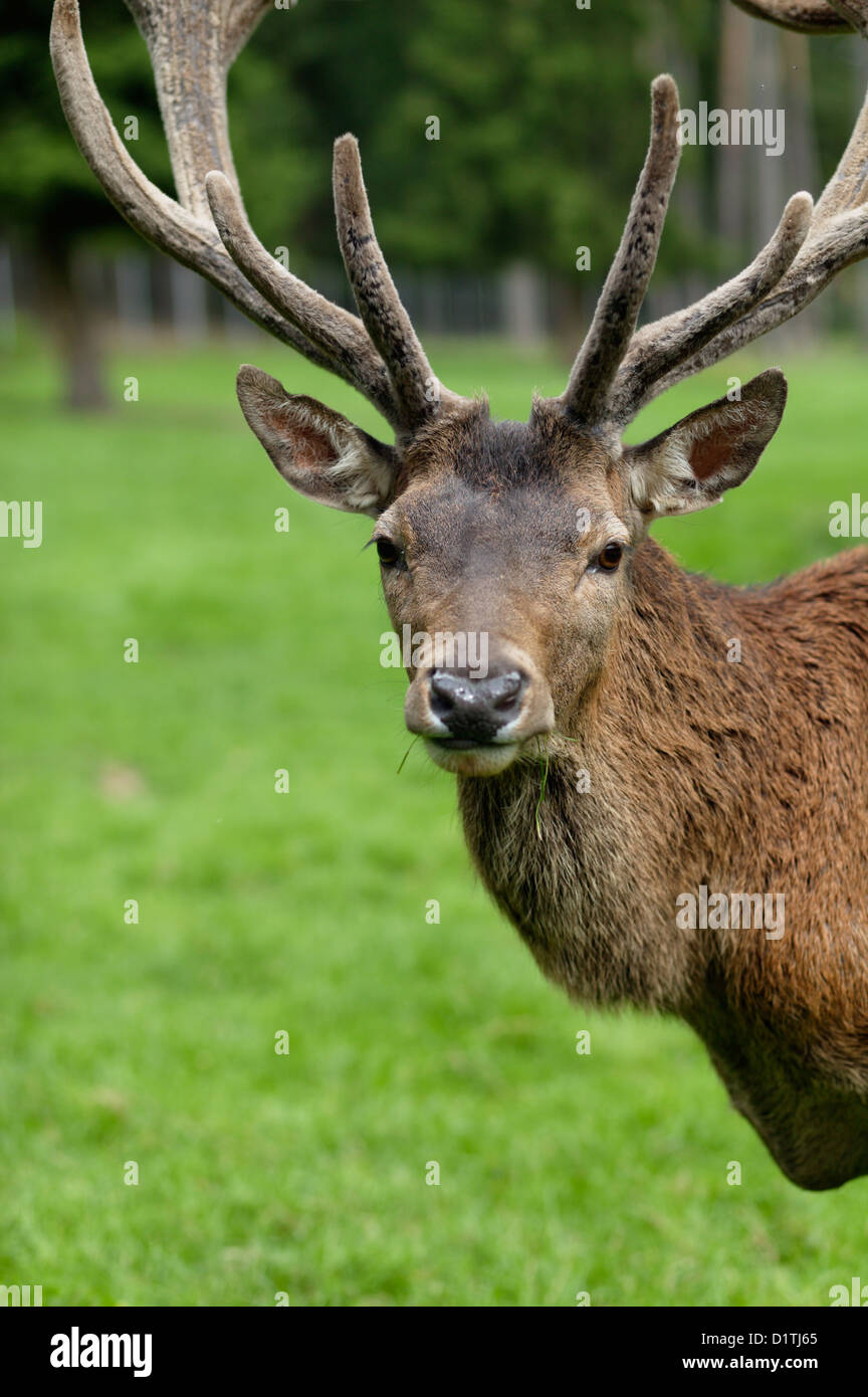 Upper Palatinate, Germany, the portrait of a red deer Stock Photo