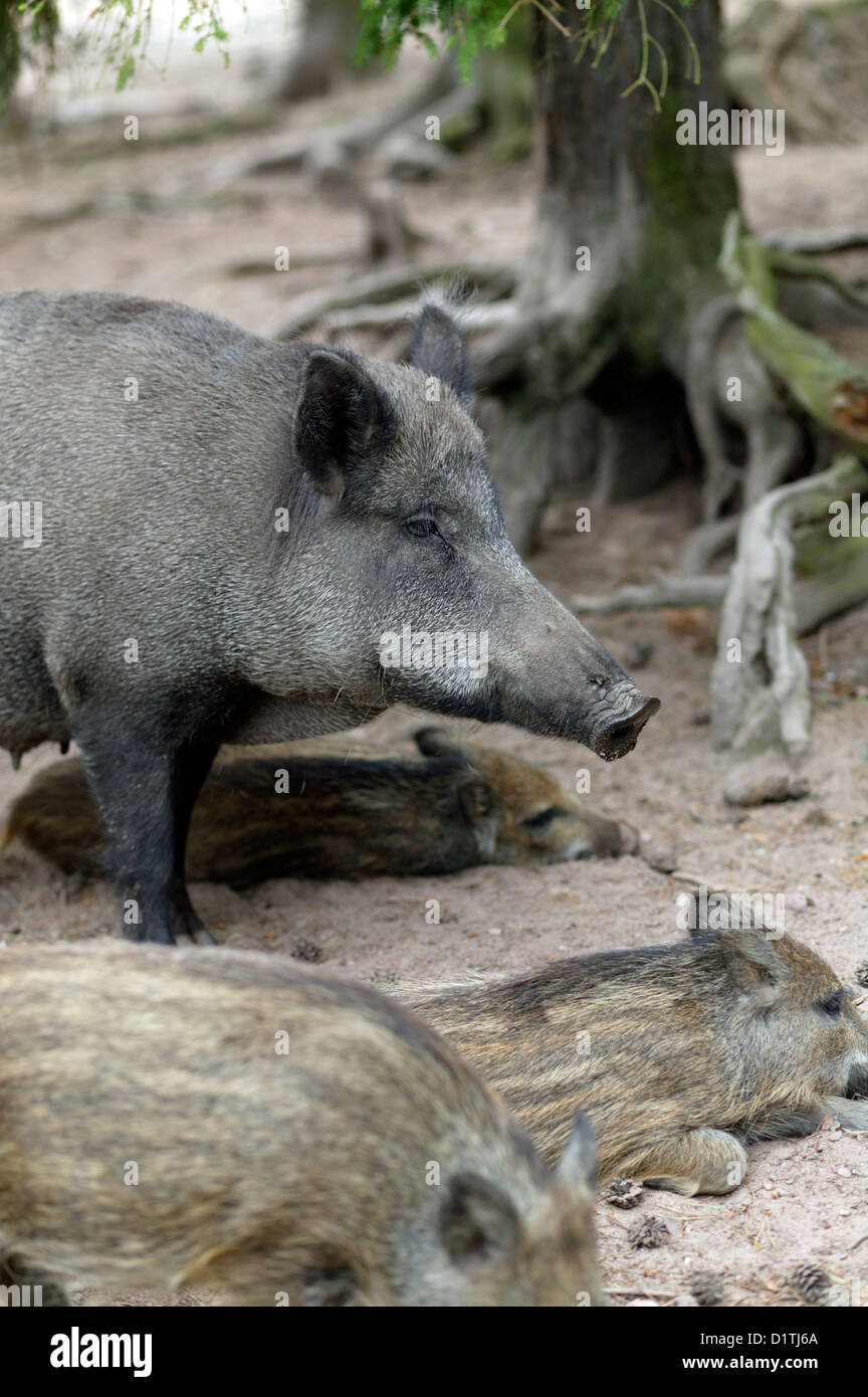 Upper Palatinate, Germany, wild boar in a game reserve Stock Photo