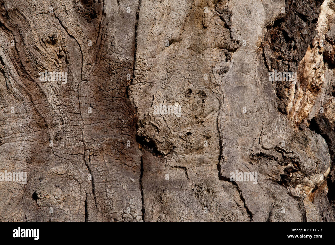 Close up showing texture of Oak bark Stock Photo