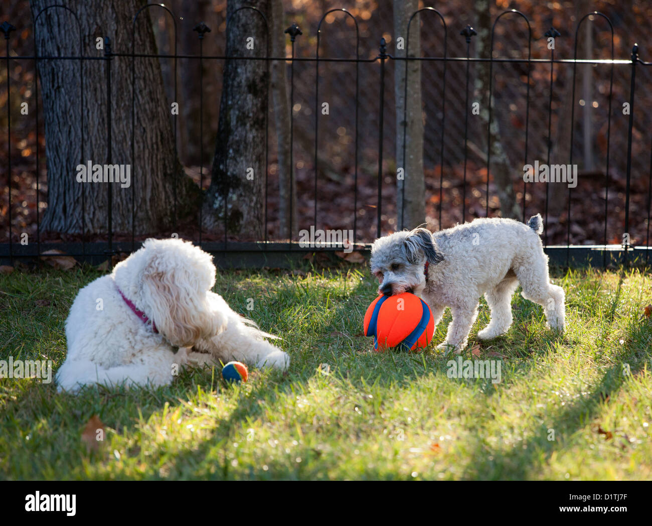 A labradoodle and schnoodle playing with a red ball. Stock Photo