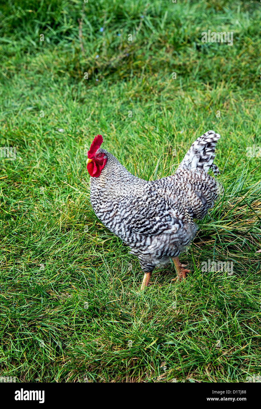Rooster hires stock photography and images Alamy