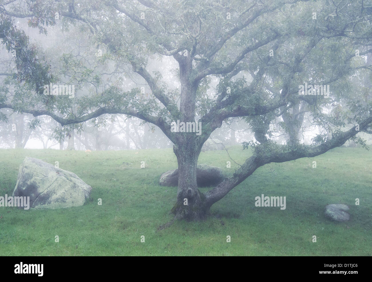 Tree in soft mist, Stock Photo