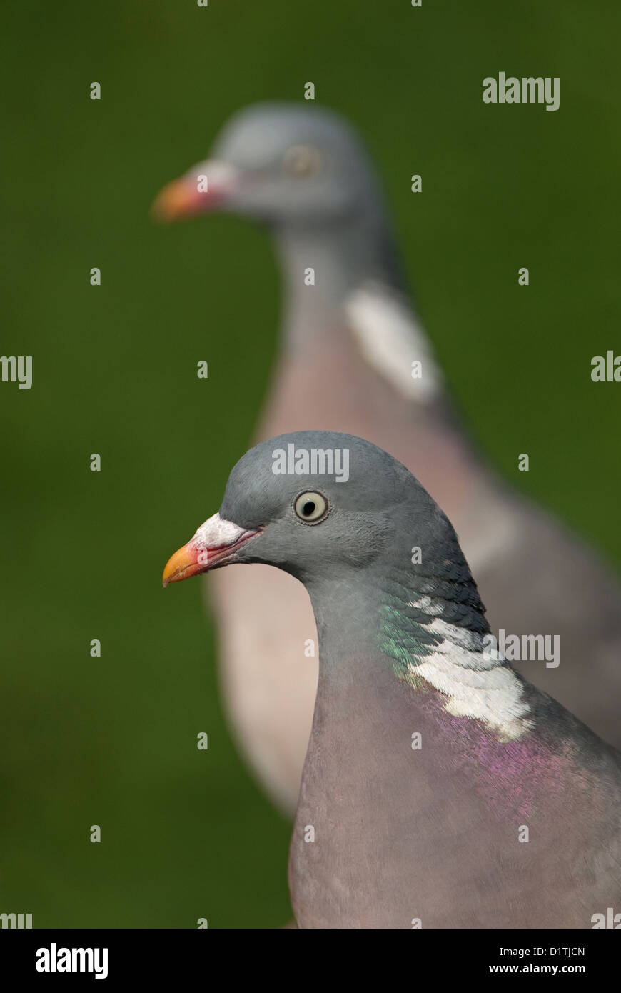 Pair of Woodpigeons close-up Stock Photo