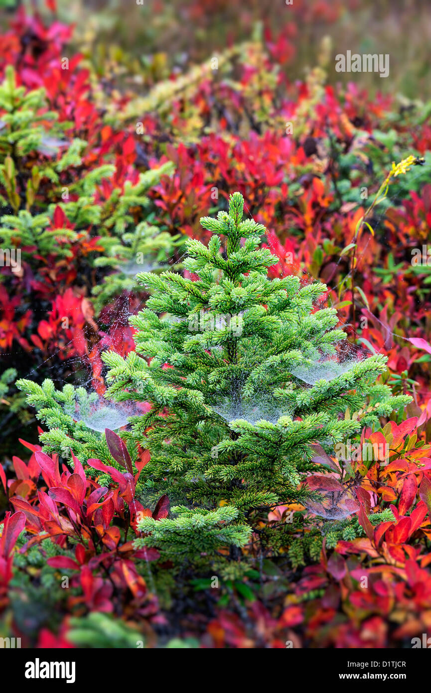 Evergreen spruce saplings, Mt desert Island, Maine Stock Photo