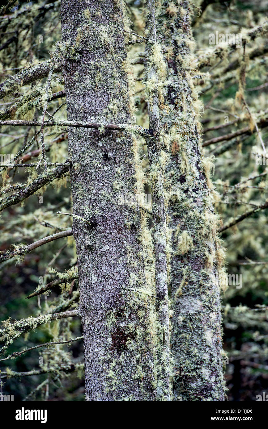 Tree moss on spruce trunks, Usnea. Stock Photo