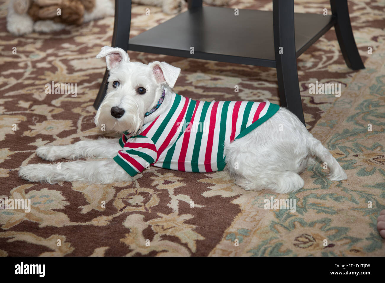 Schnauzer hotsell christmas sweater