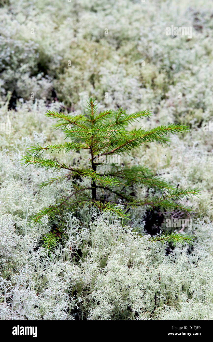 Evergreen spruce seedling, Mt desert Island, Maine Stock Photo