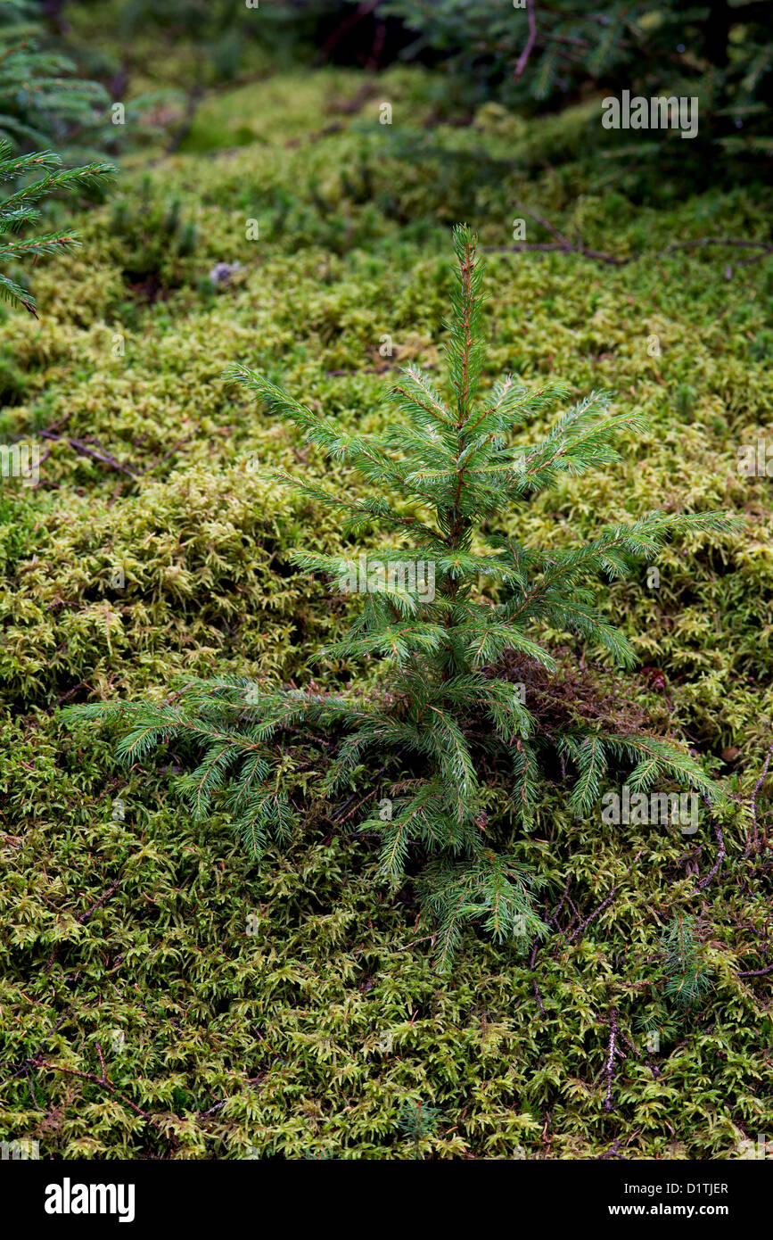 Evergreen spruce seedling, Mt desert Island, Maine Stock Photo