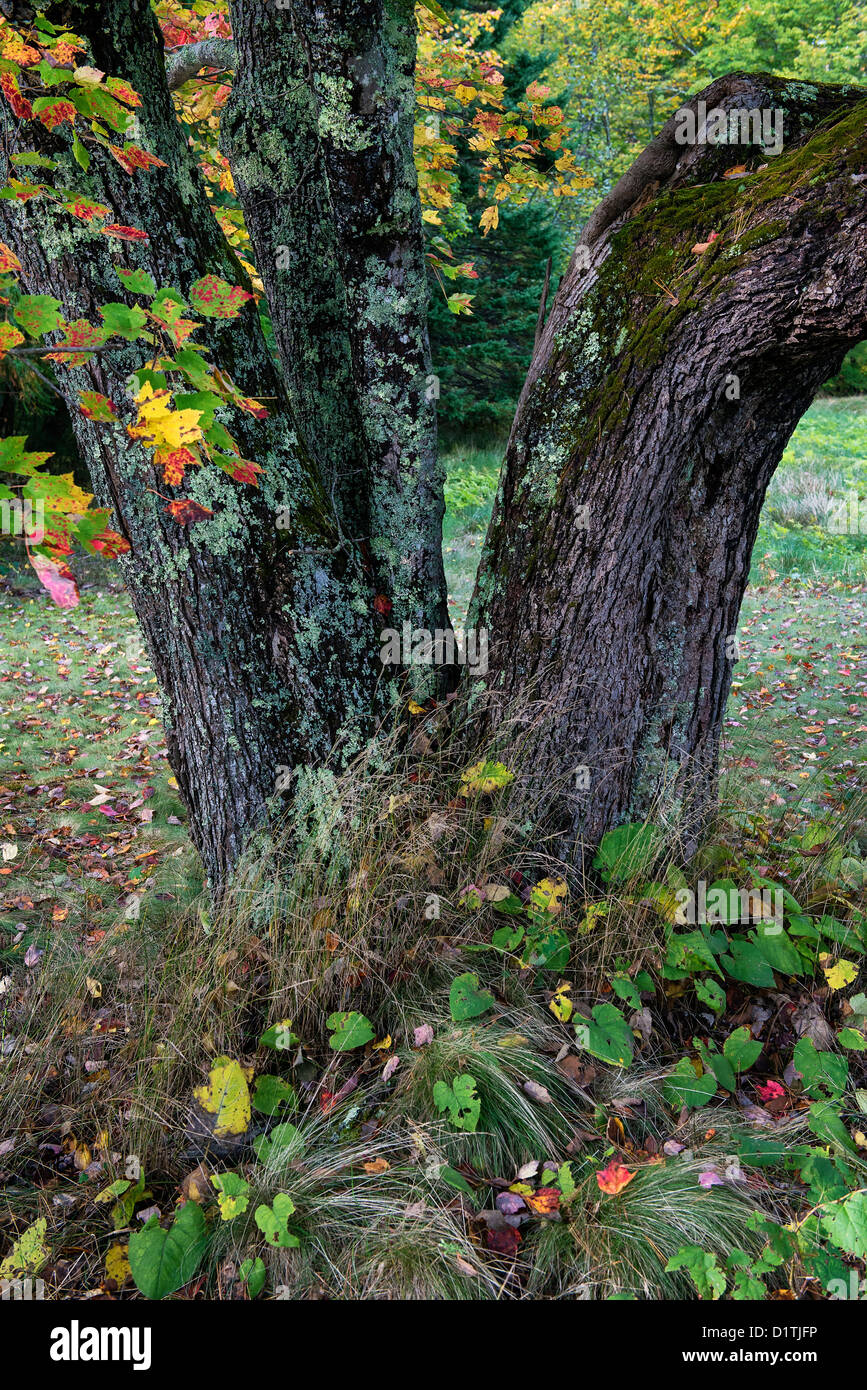 Autumn tree trunk detail, Maine Stock Photo