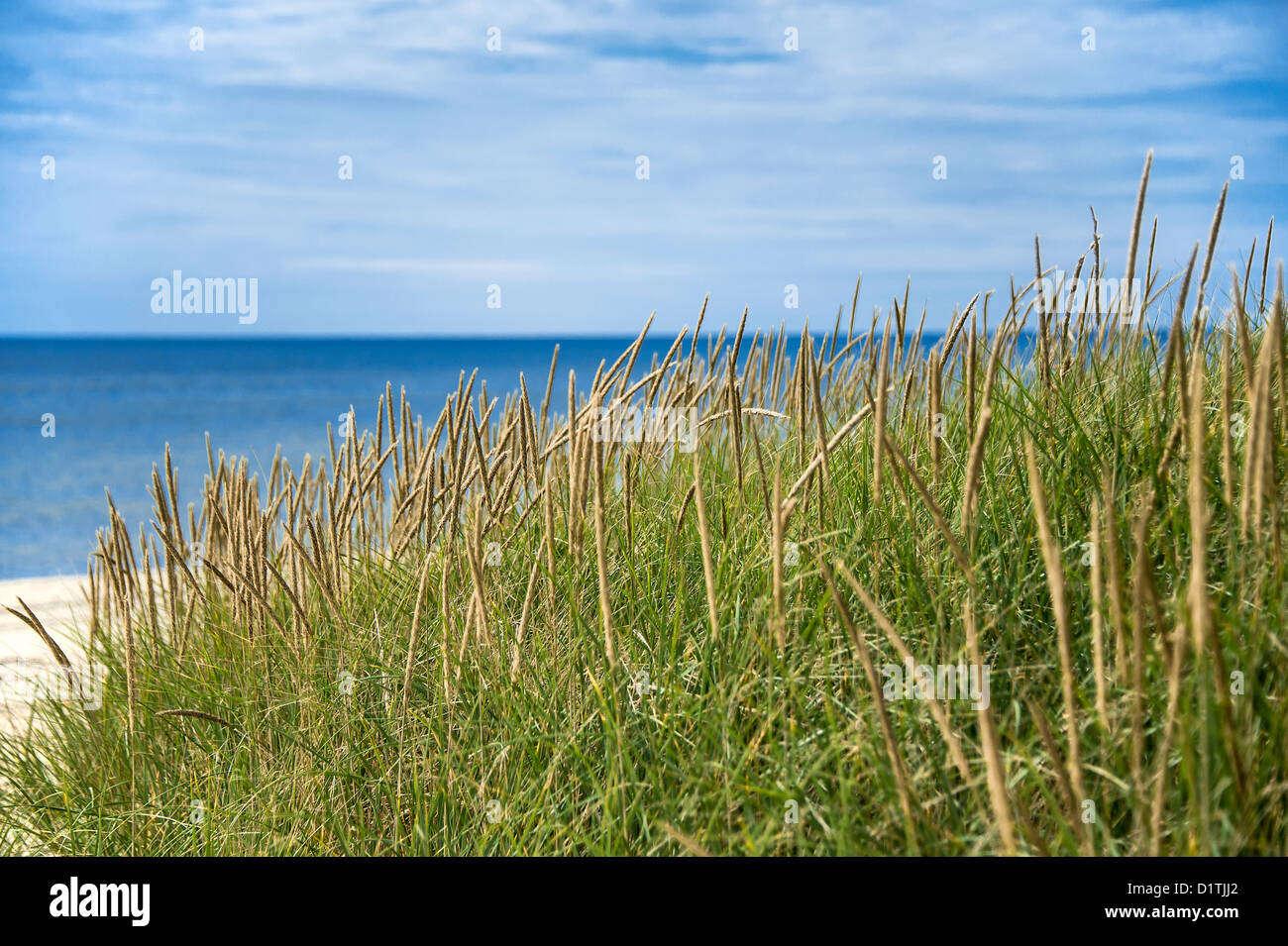 Dune grass and beach. Stock Photo