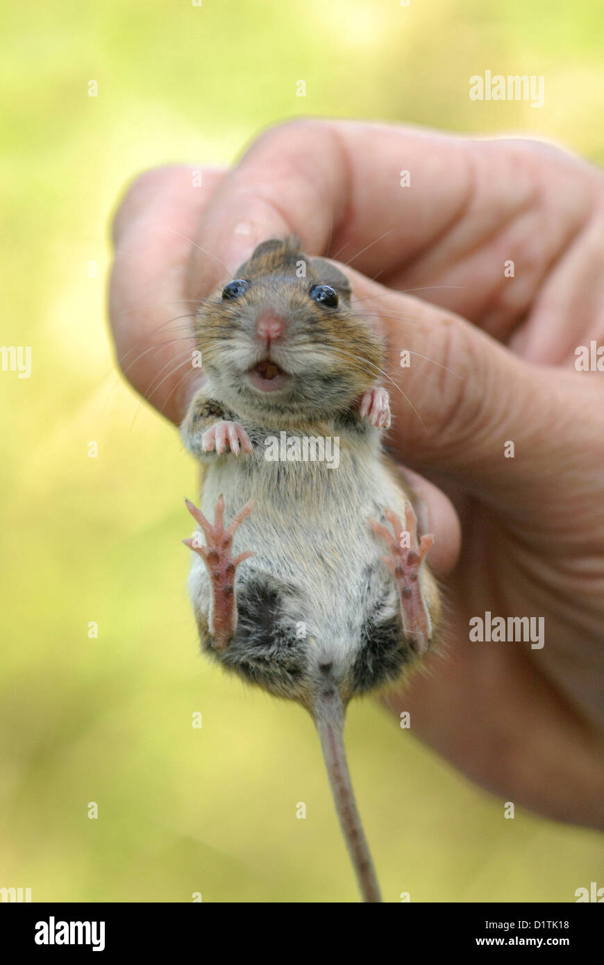 Wood Mouse (Apodemus sylvaticus) being held for scientific examination Stock Photo