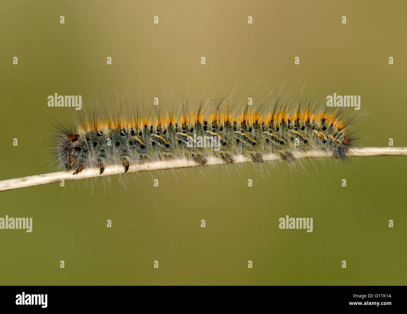 Grass Eggar Caterpillar (Lasiocampa trifolii) in Pembrey Country Park