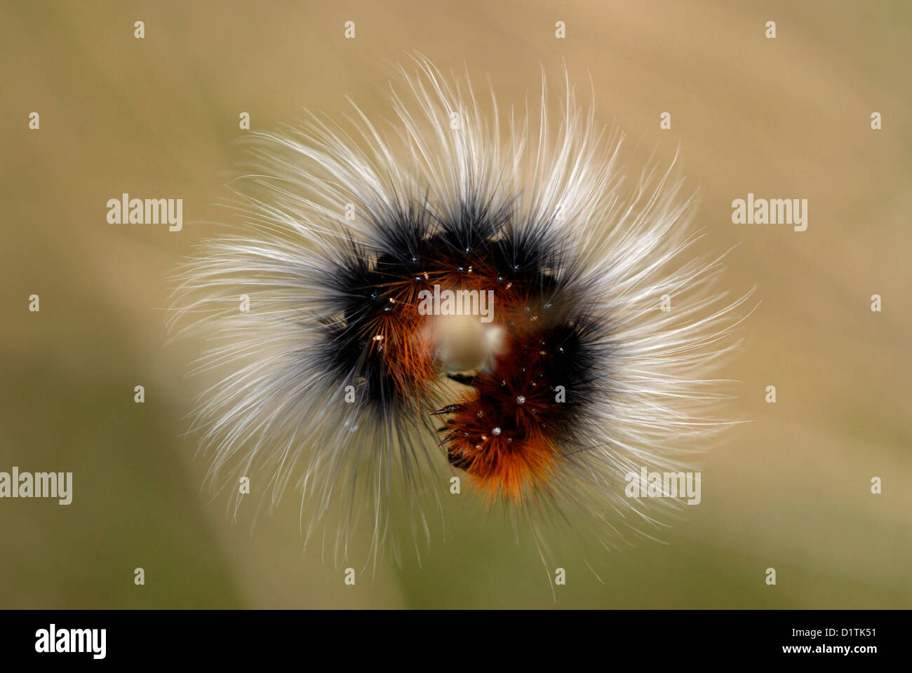 Garden Tiger Moth caterpillar (Arctia caja) on the Gower Peninsular Stock Photo