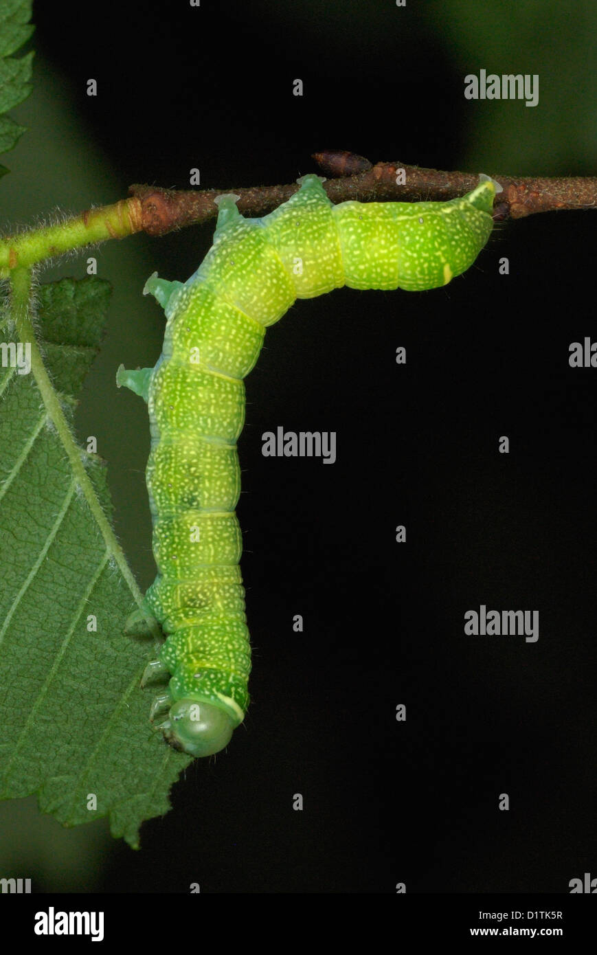 Common Quaker moth (Orthosia cerasi) caterpillar feeding on elm leaves Stock Photo