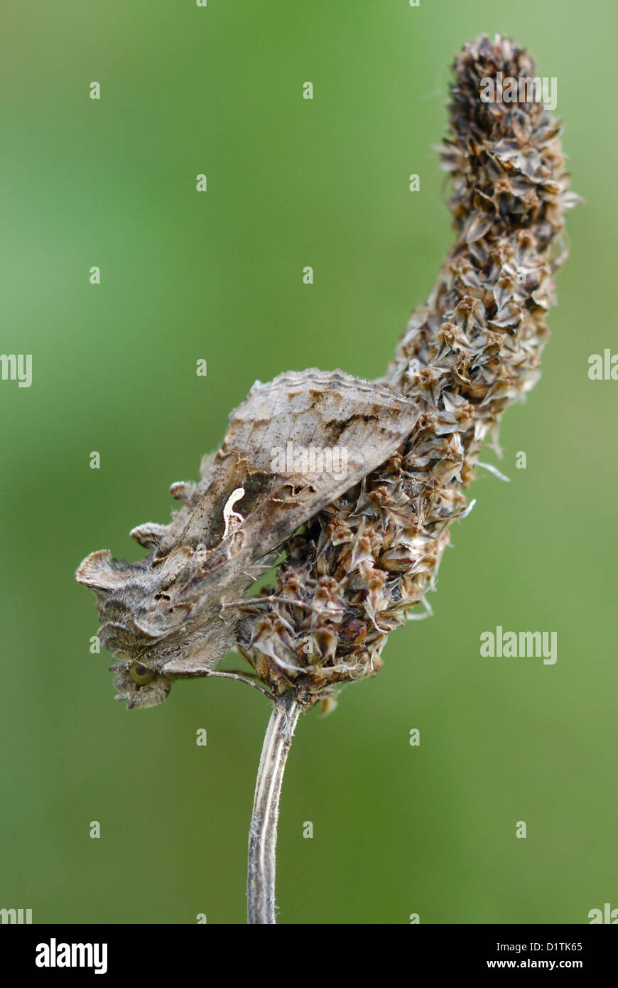 Silver Y Moth (Autographa gamma) resting on a plantain seed-head in Pembrey Country Park, South Wales. Stock Photo