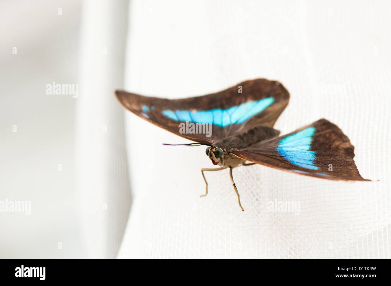 Exotic blue and brown butterfly Stock Photo Alamy