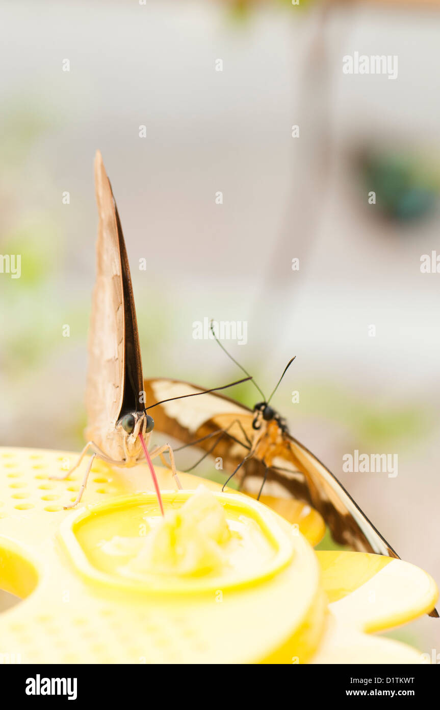 Exotic butterflies in the Birmingham Botanical Gardens butterfly house