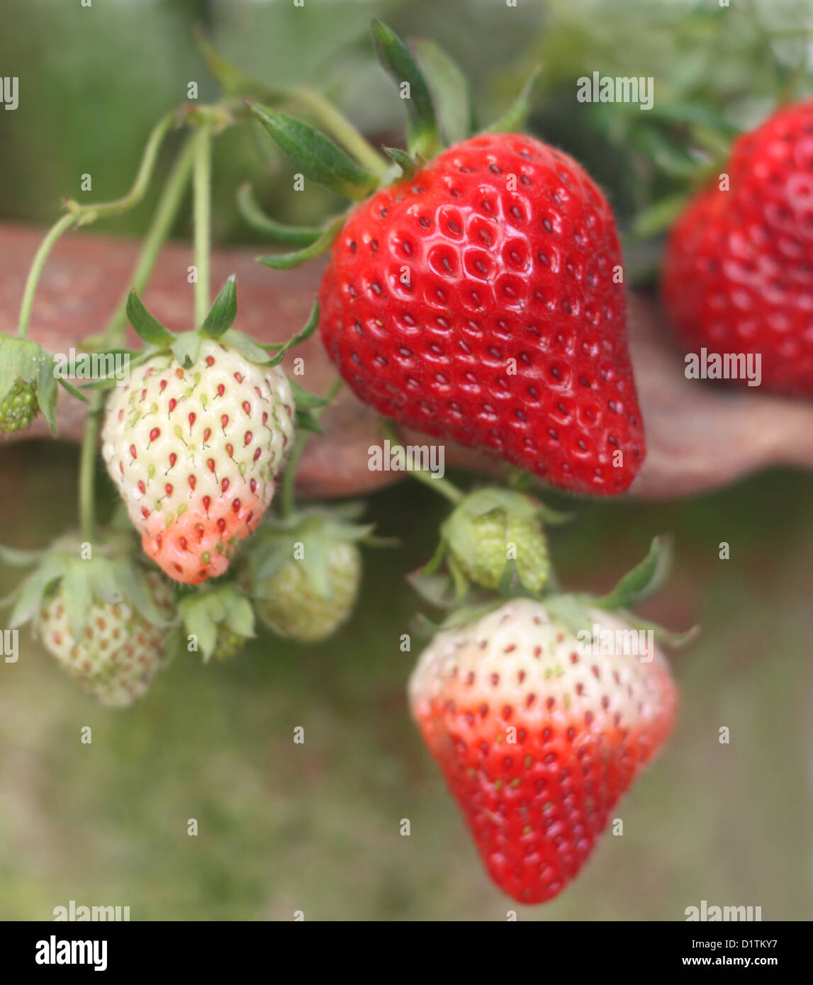 Strawberry plant with fresh strawberries Stock Photo - Alamy