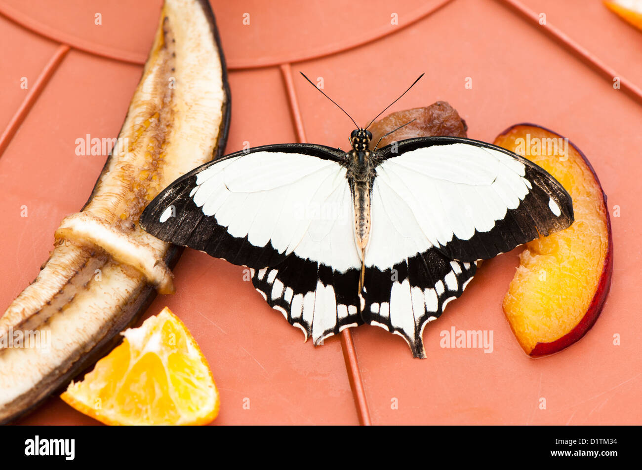 Mocker Swallowtail Butterfly, Papilio dardanus, feeding on fruit Stock Photo Alamy
