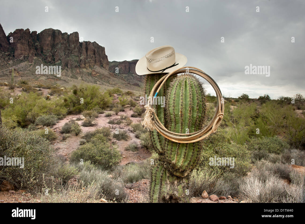 Western cactus hi-res stock photography and images - Alamy