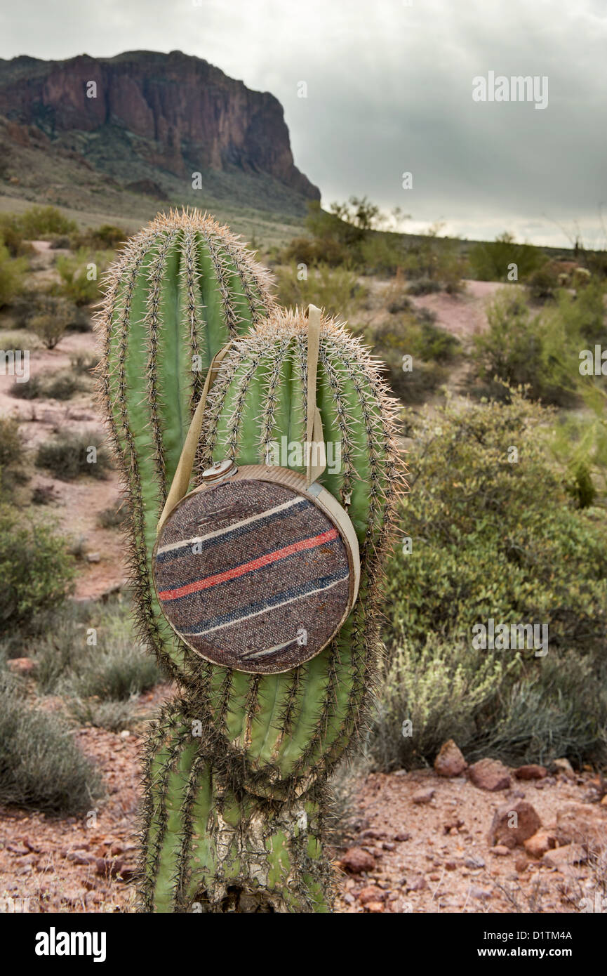An old antique canteen hanging from a cactus in the mountains of Arizona  Stock Photo - Alamy