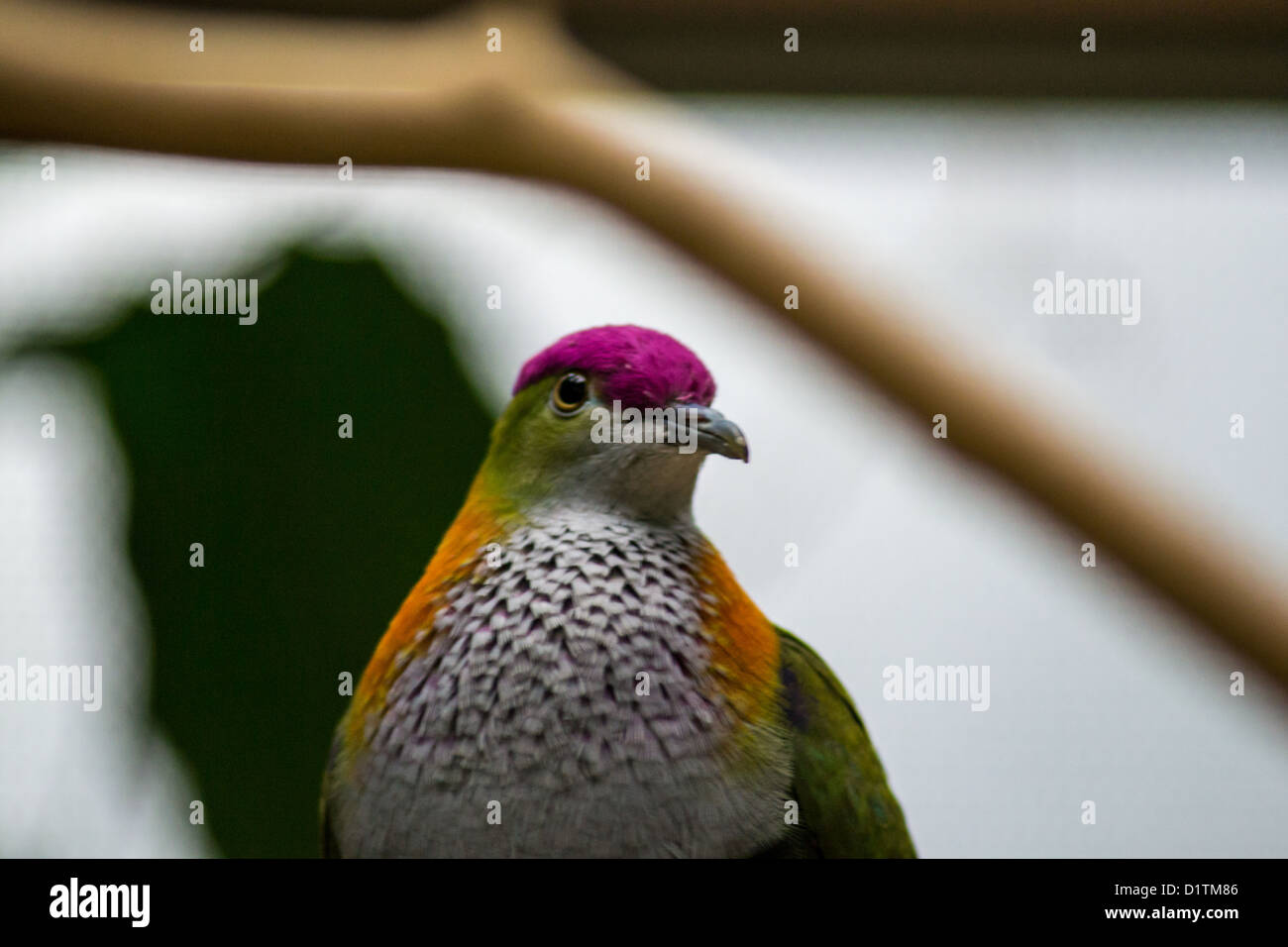 a colourful bird in London zoo Stock Photo
