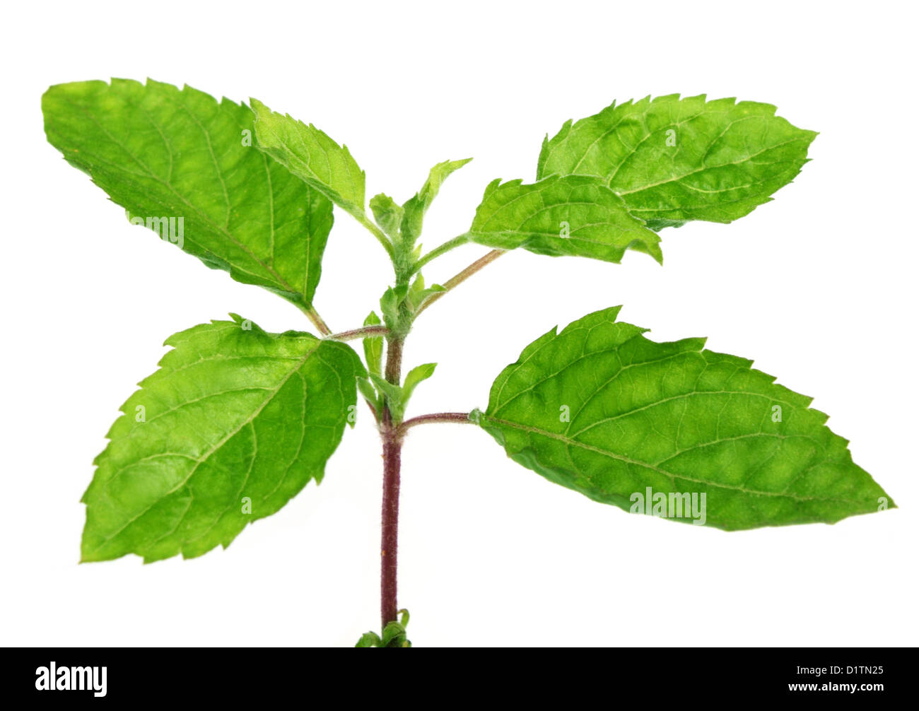 Medicinal holy basil or tulsi leaves Stock Photo Alamy