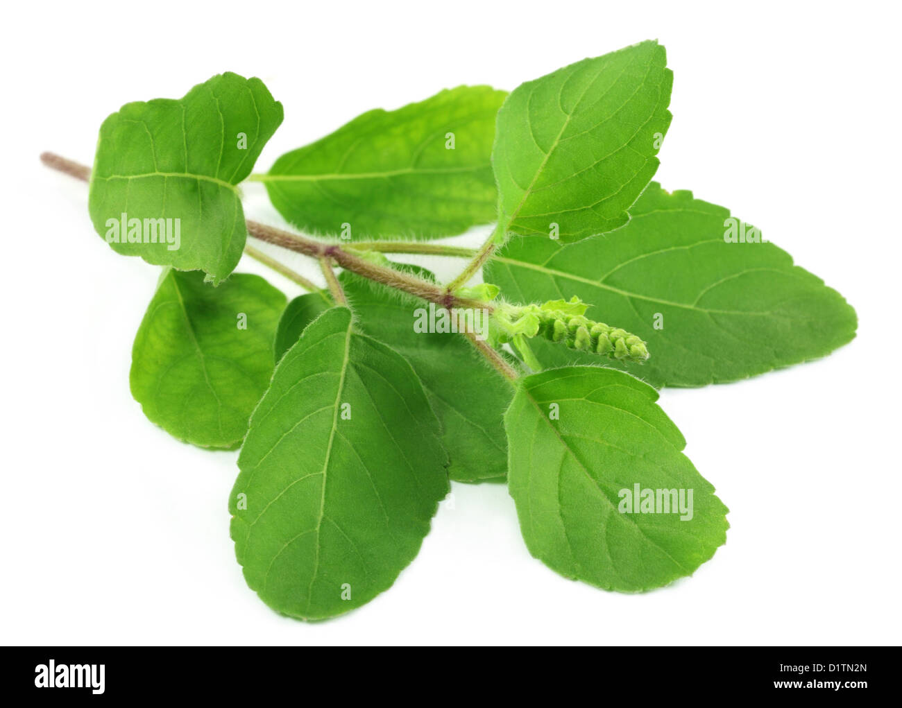 Medicinal holy basil or tulsi leaves Stock Photo Alamy