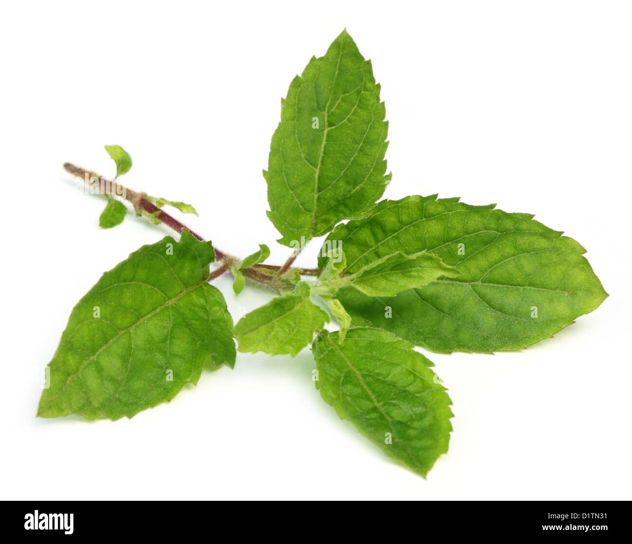 Medicinal holy basil or tulsi leaves Stock Photo Alamy