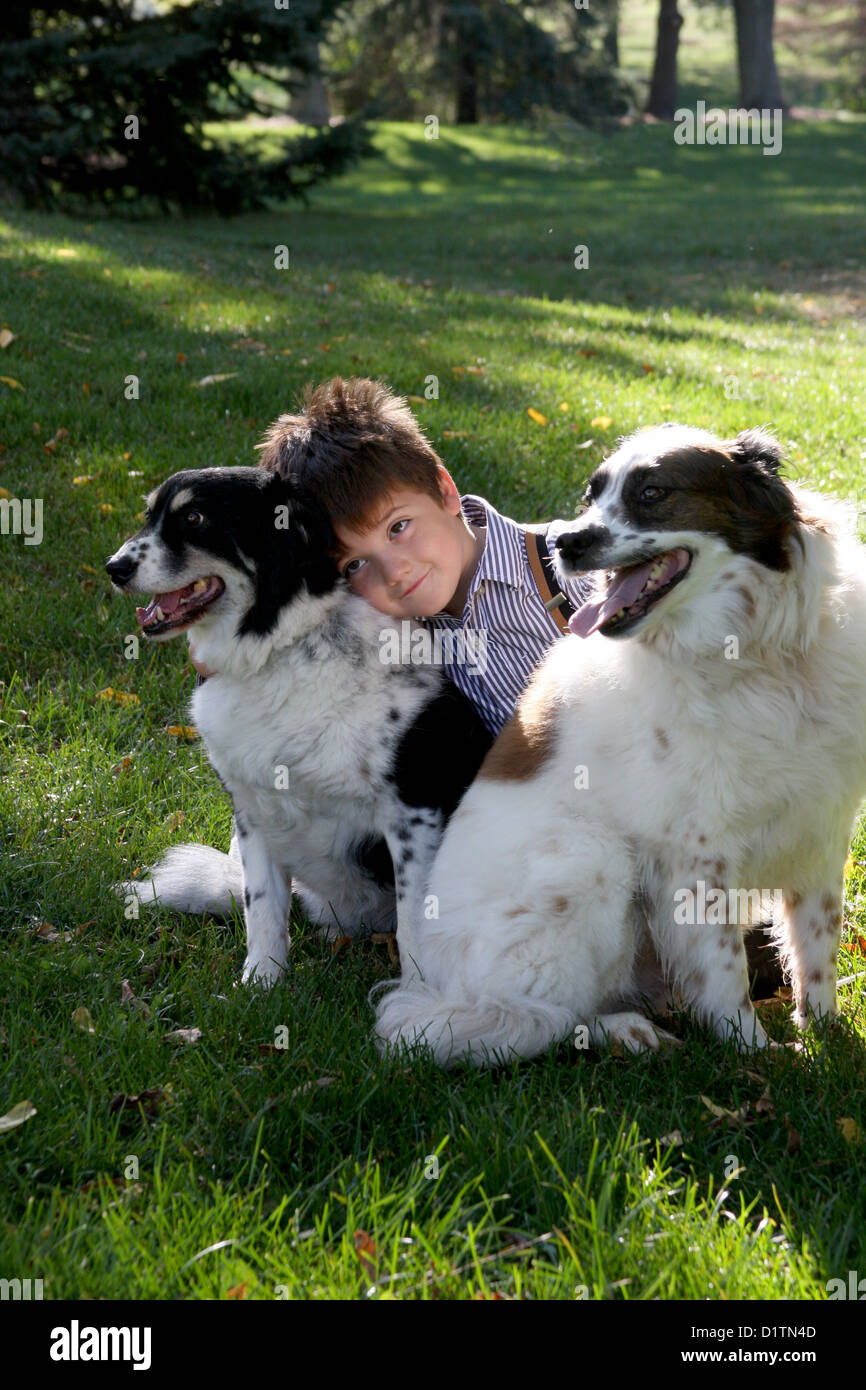 are border collies available in india