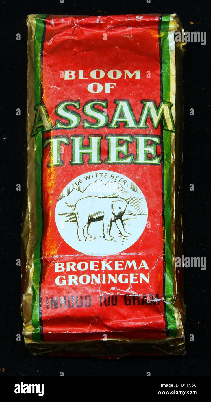 Bloom of ASSAM THEE, De witte beer, Broekema Groningnen Stock Photo