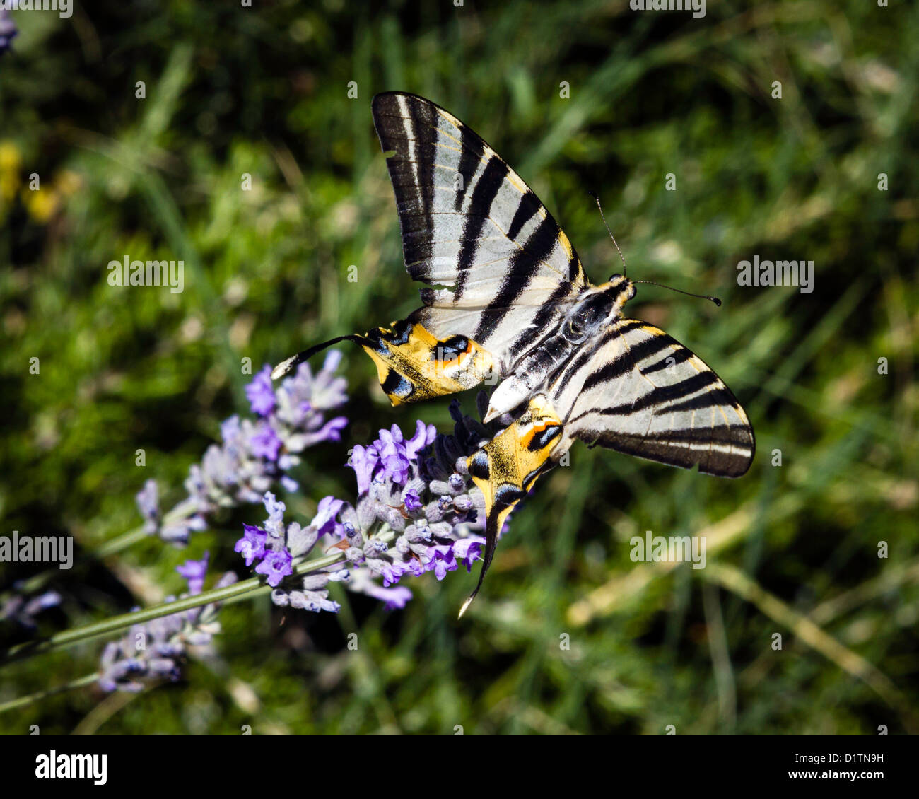 Swallowtail Butterfly loving the Lavender in the square at Siesta near Boltana, Spain. Stock Photo