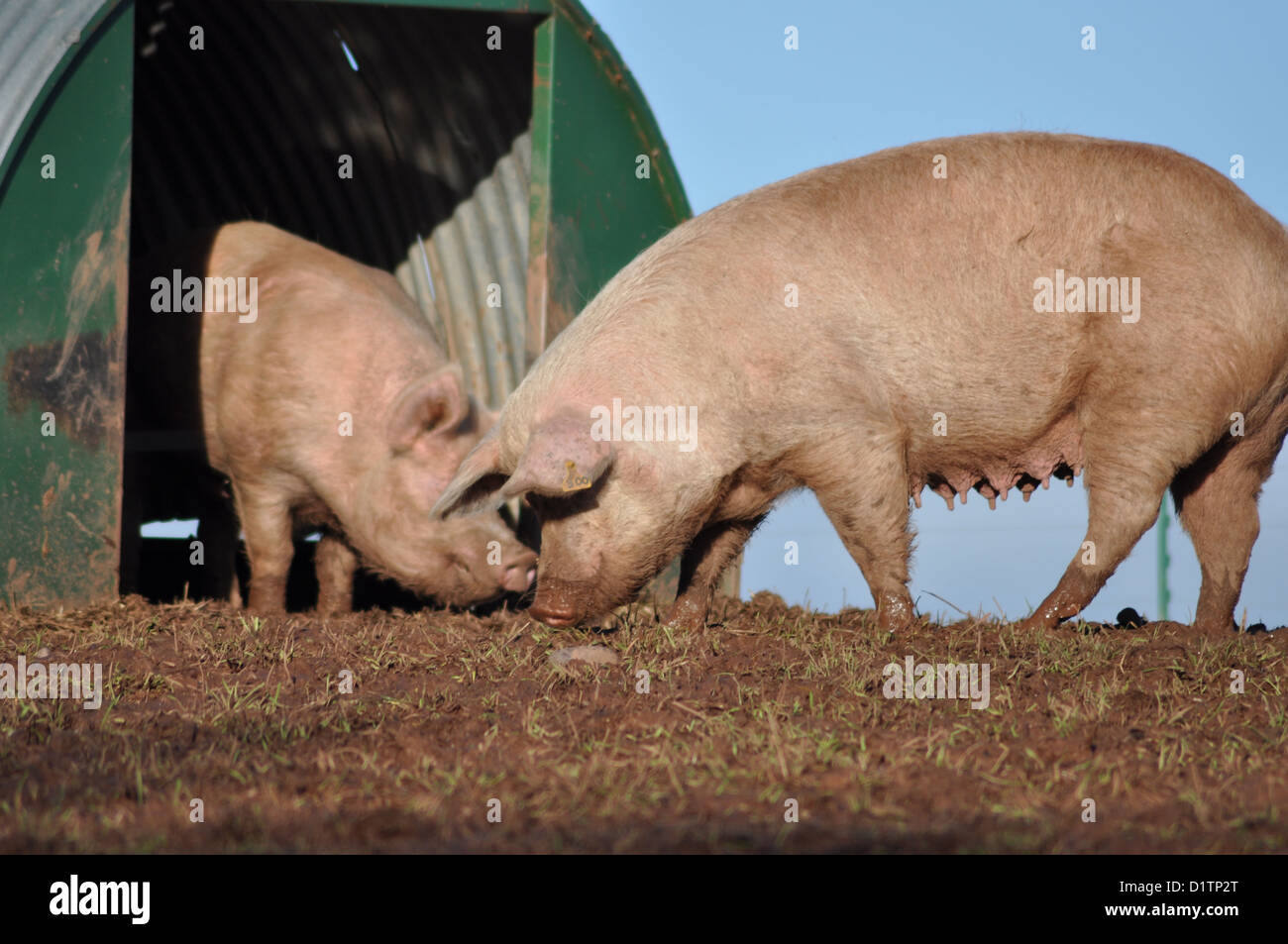Breeding Pair of Farmyard Pigs Stock Photo