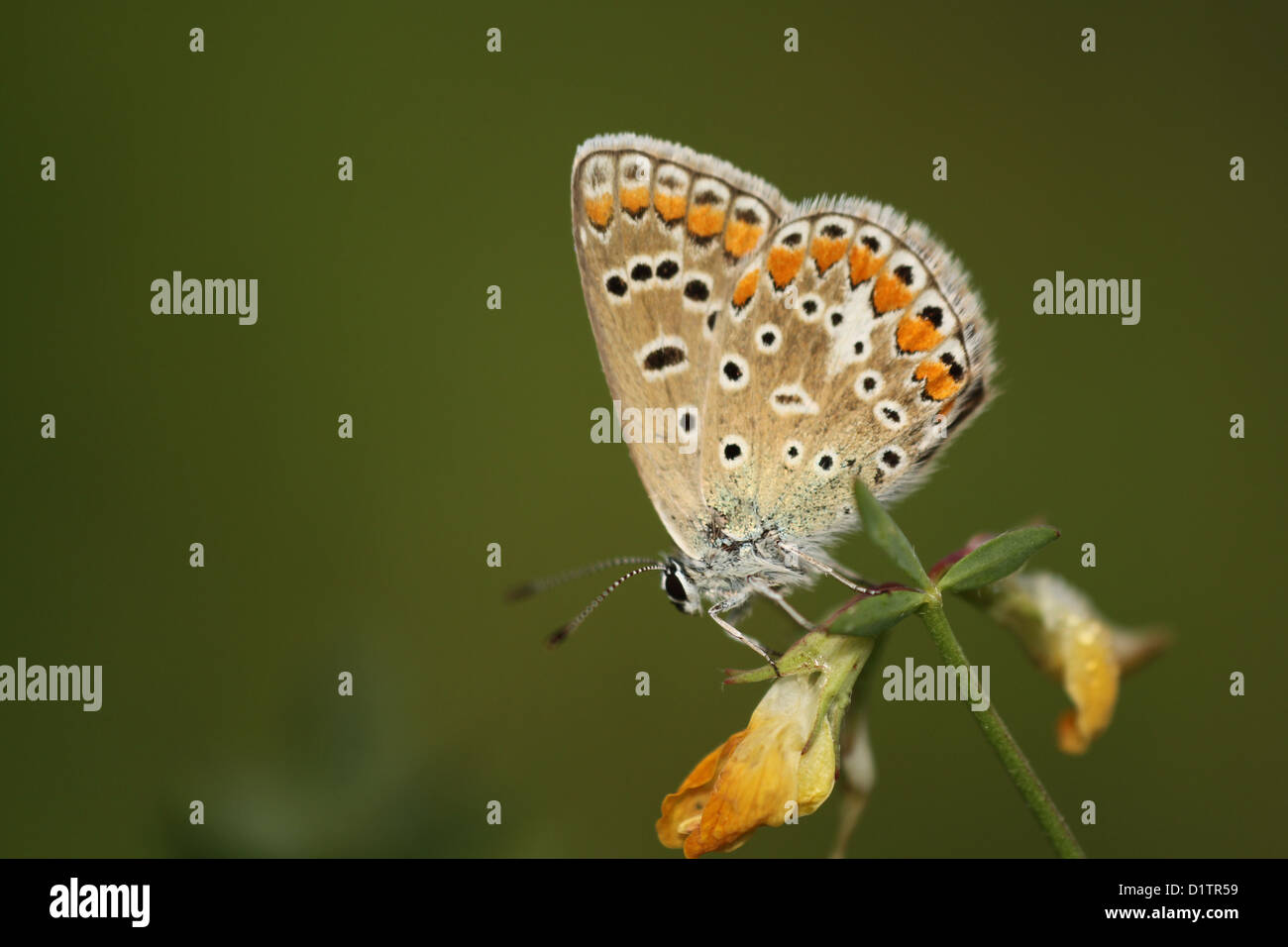 Melissa Blue butterfly (Lycaeides melissa Stock Photo Alamy