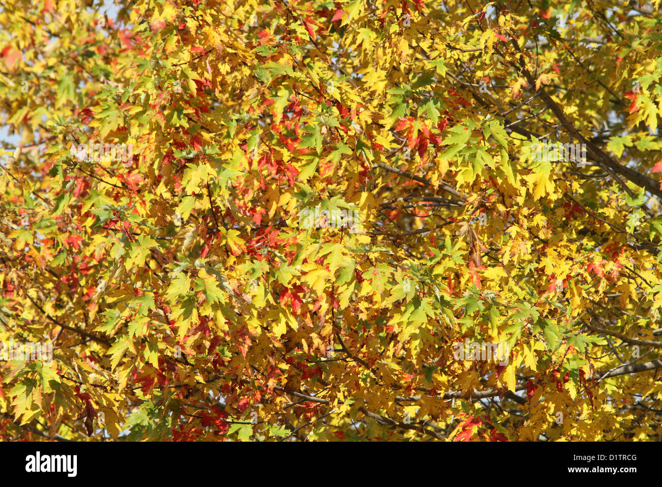 Sugar Maple Beech Forest High Resolution Stock Photography and Images ...
