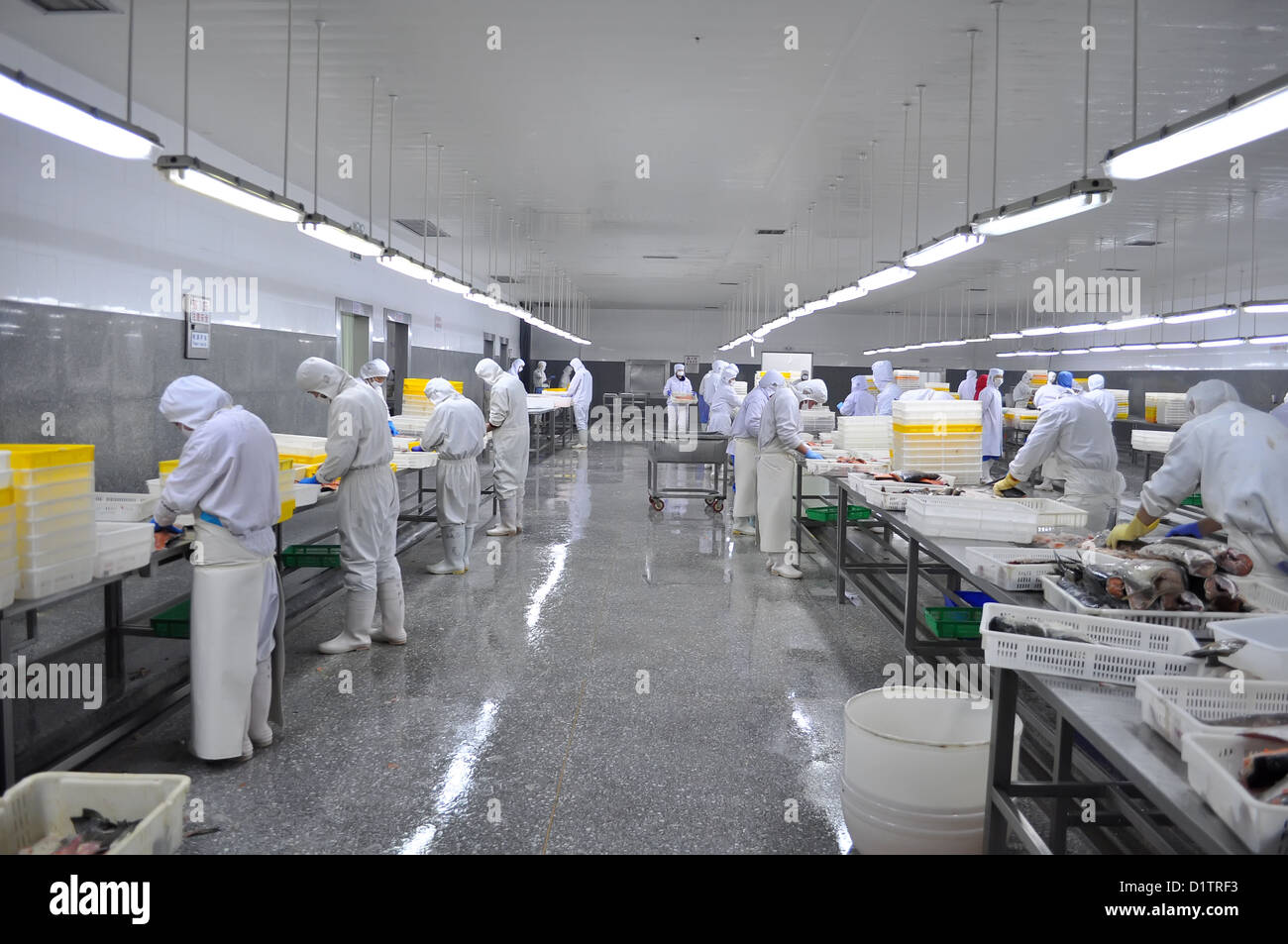 Fish processing plant china hires stock photography and images Alamy