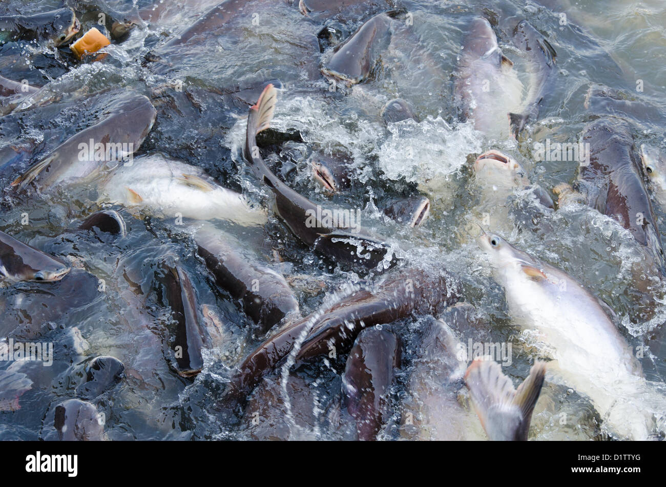 Pangasius is a large variety of food. Stock Photo