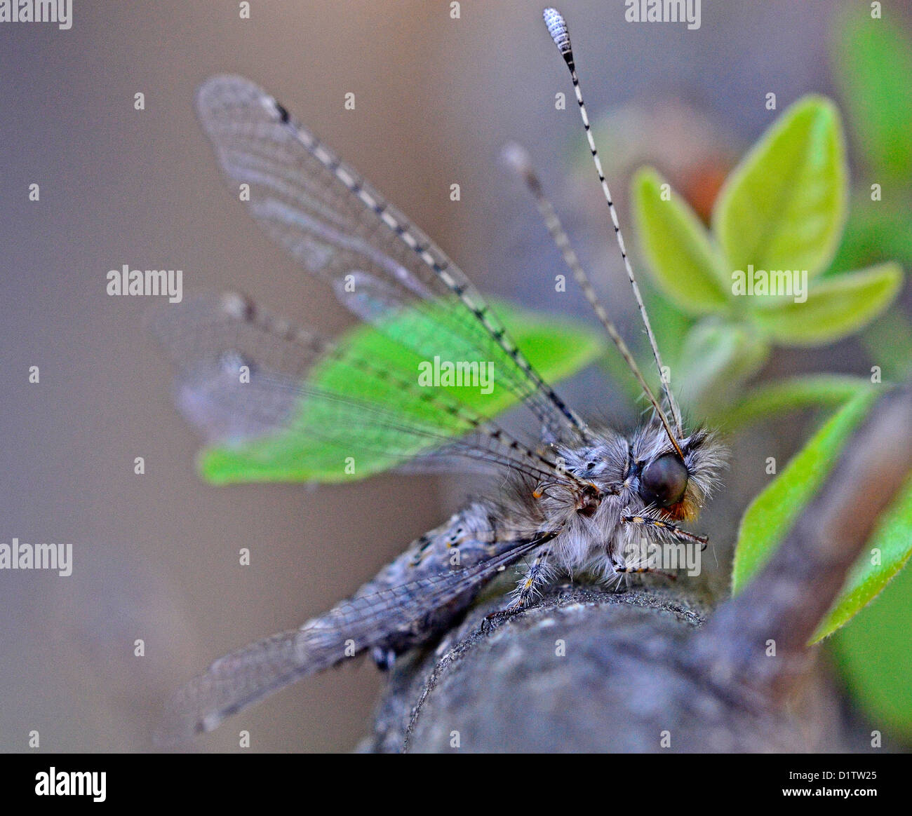 Sa Insects Macro picture of South African flowers and insects Stock Photo - Alamy