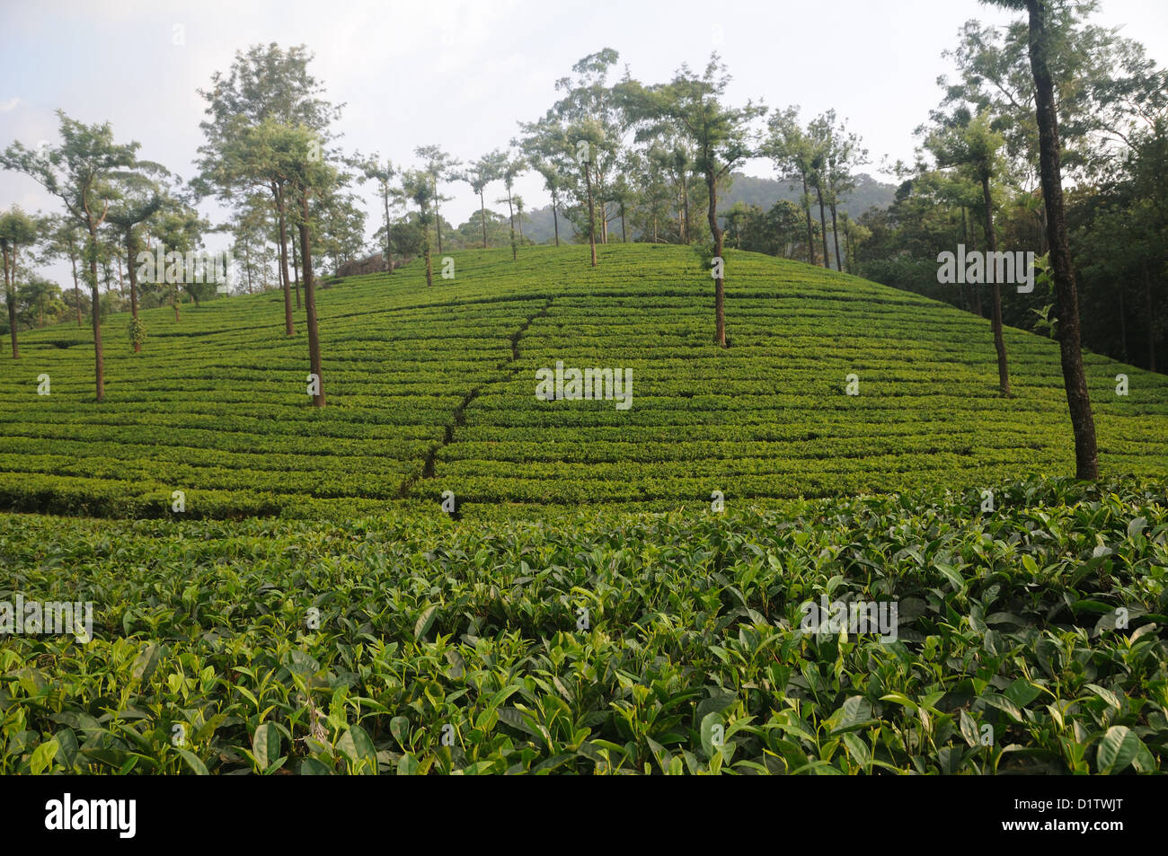 Tea Gardens at Munnar Munnar is a hill station on the Western Ghats, a range of mountains situated in the Idukki district Stock Photo