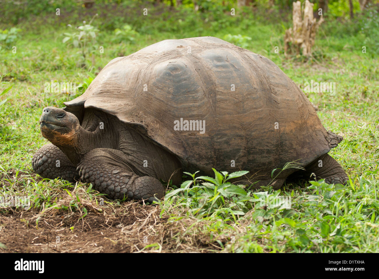 Galapagos giant tortoise on grass Stock Photo - Alamy