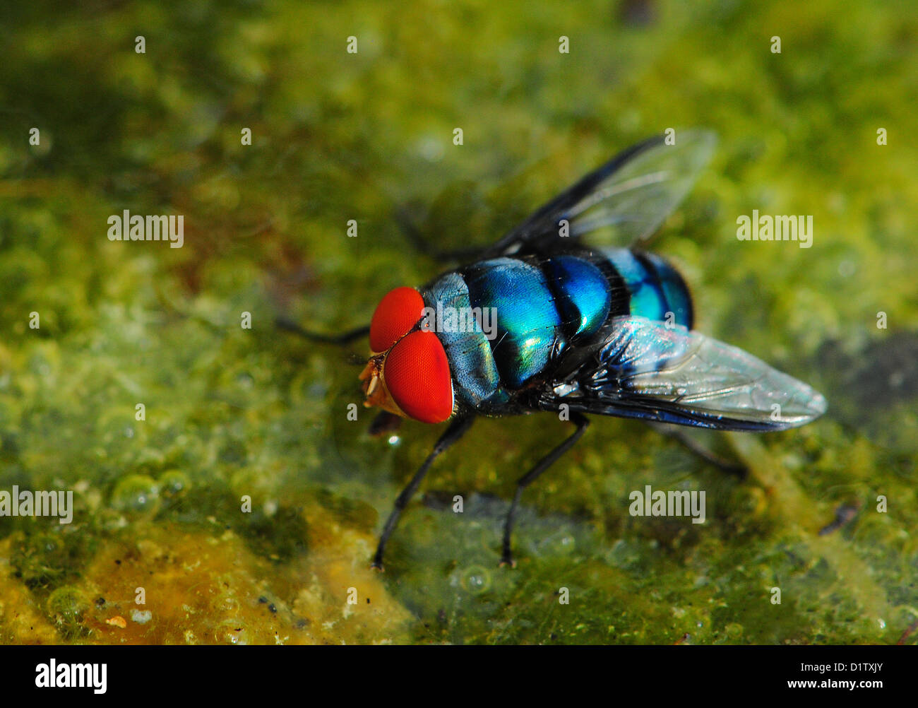 Macro picture of African flowers and insects. Green bottle fly with bright red eyes. Hwange, Zimbabwe. Stock Photo