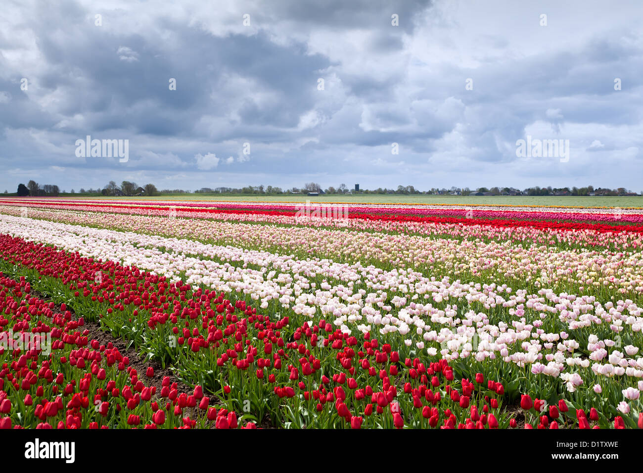 colorful tulip fields in Dutch farm in spring Stock Photo - Alamy
