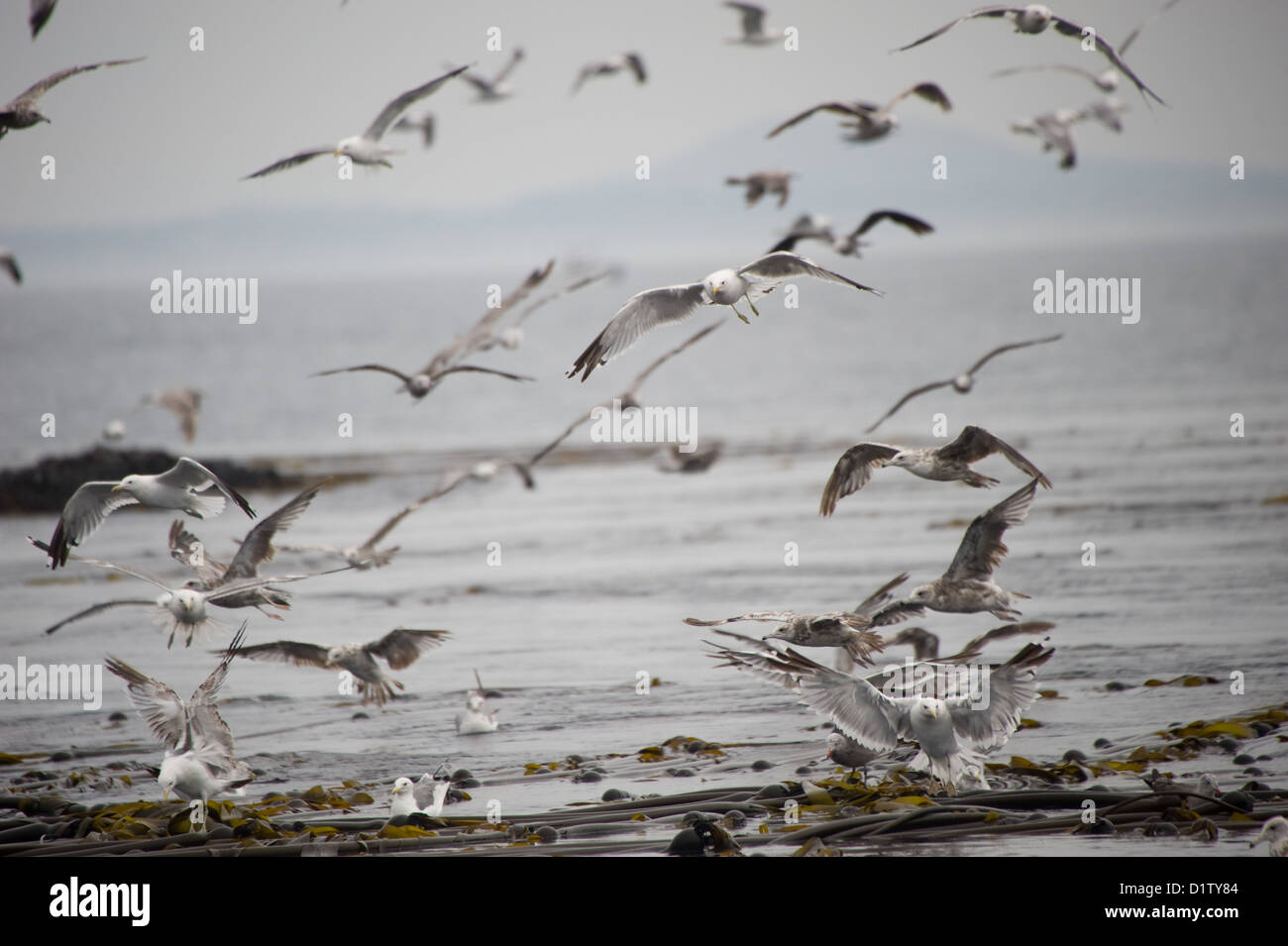 A flock of seagulls flying above the sea Stock Photo - Alamy