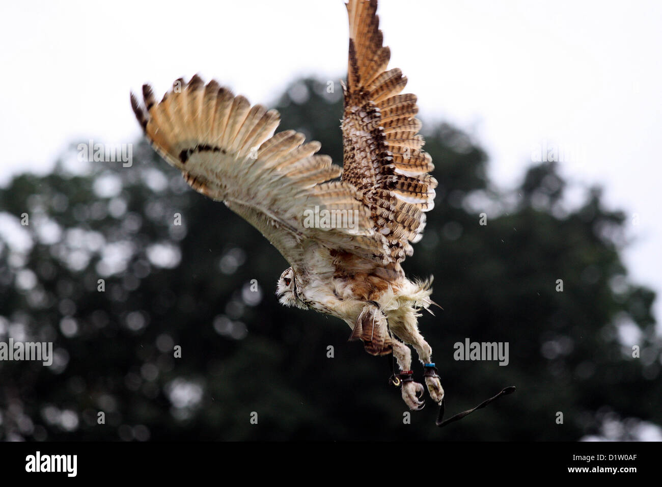 Owl during the bird display at The Romsey Show. Stock Photo