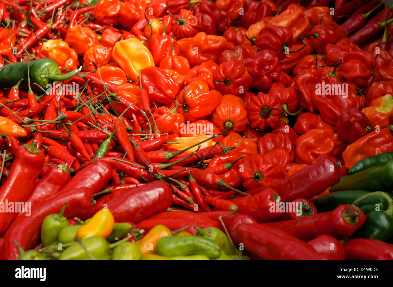Assorted colourful Chili peppers on a stall at a Chili Festival Stock